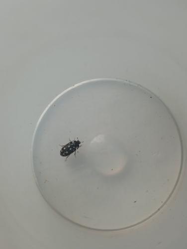 Attagenus punctatus